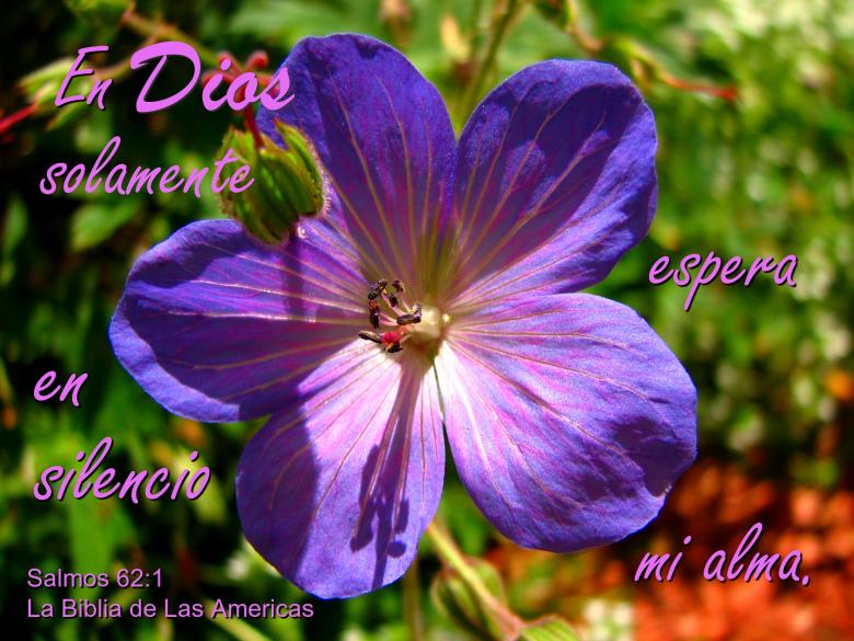 Free stock image of En Dios Espera Mi Alma created by DFNatureAwed