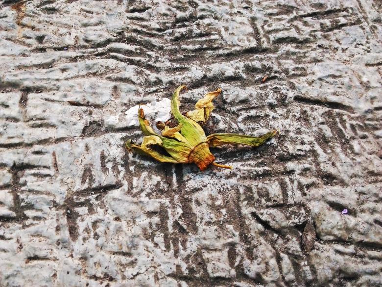 Free stock image of Flower on the Ground created by B