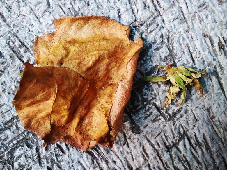 Free stock image of Dead Leaf and Flower created by B