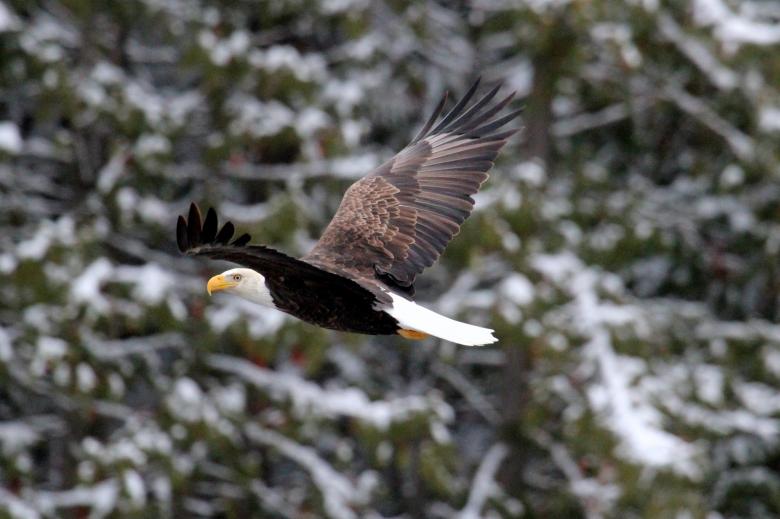 Free stock image of Bald Eagle Flying created by Pixabay