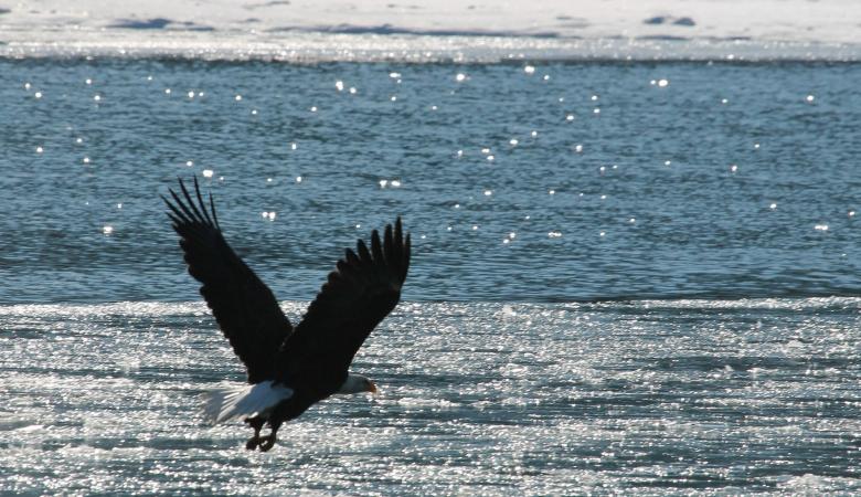Free stock image of Bald Eagle Flying created by Pixabay