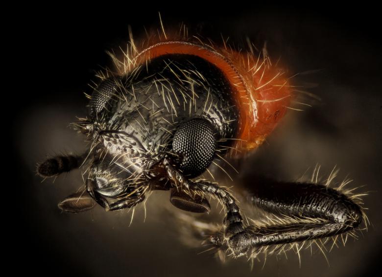 Free stock image of Beetle Closeup created by Pixabay