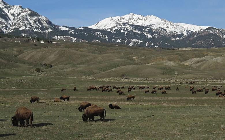 Free stock image of Wild Bisons created by Pixabay