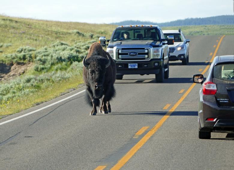 Free stock image of Buffalo on the highway created by Pixabay