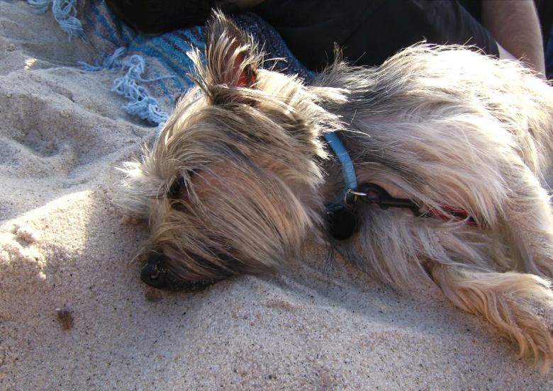Free stock image of Cairn Terrier Sleeping created by Pixabay