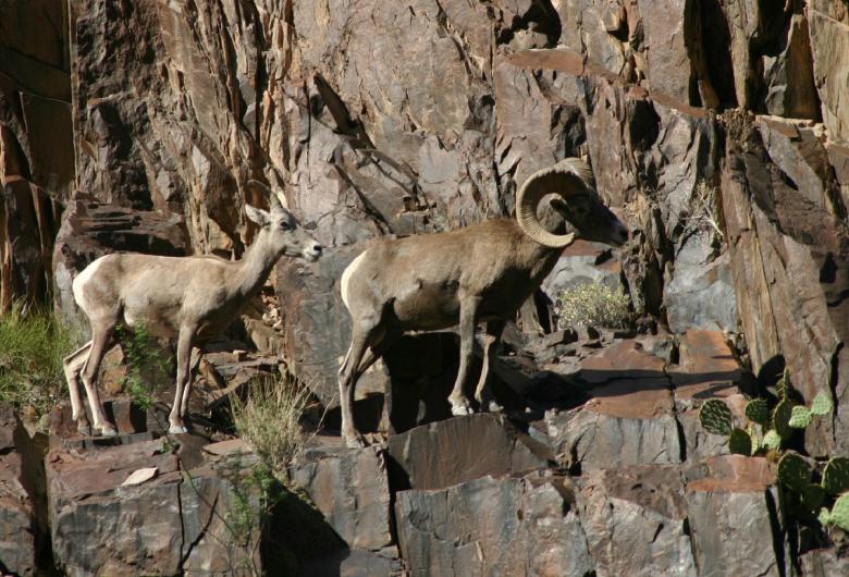 Free stock image of Desert Bighorn Sheep created by Pixabay