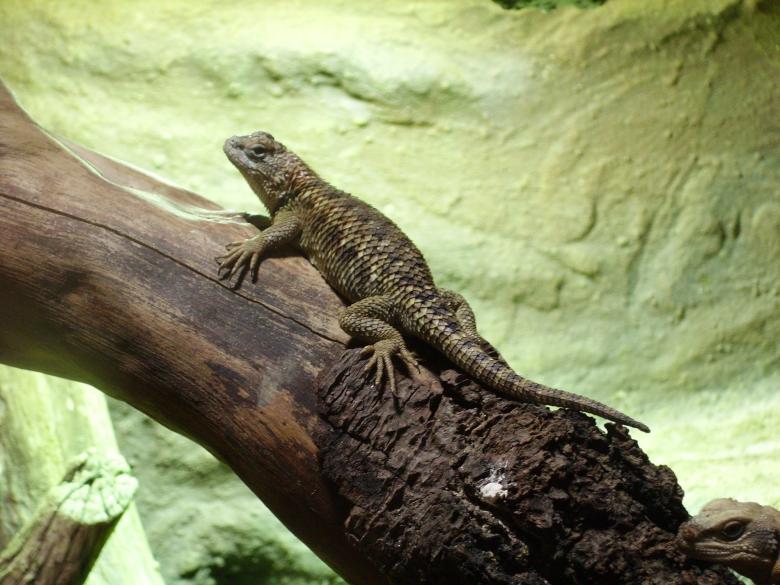 Free stock image of Desert Spiny Lizard created by Pixabay