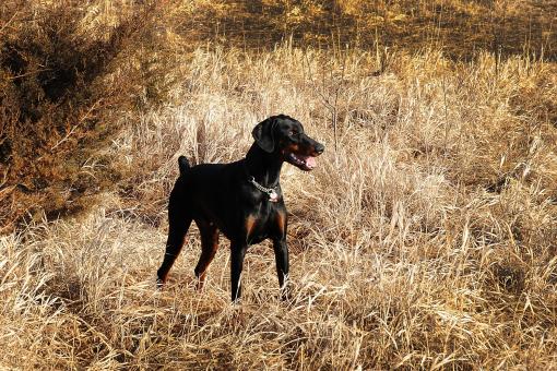 Wild Doberman - Free Stock Photo