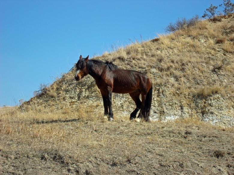 Free stock image of Feral Horse created by Pixabay