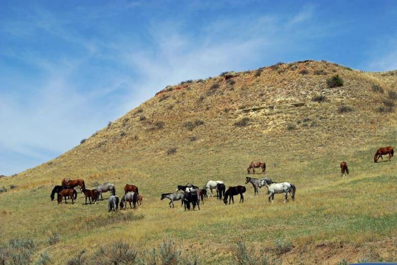 Free stock image of Feral Horses created by Pixabay