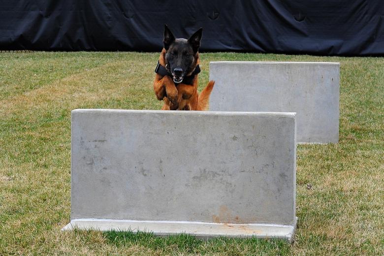 Free stock image of German Shepherd Passing Obstacles created by Pixabay