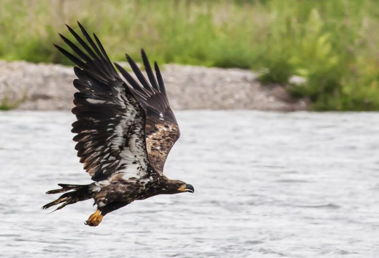 Free stock image of Golden Eagle Flying created by Pixabay