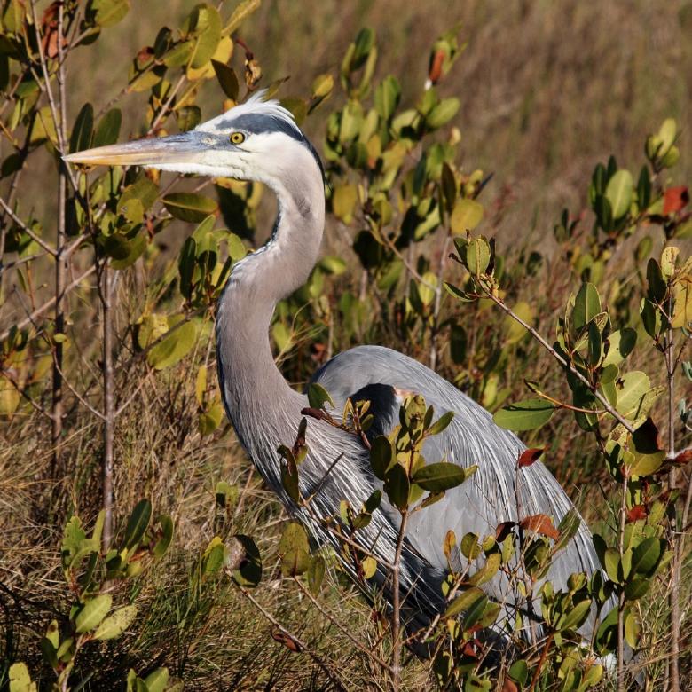 Free stock image of Great Blue Heron created by Pixabay