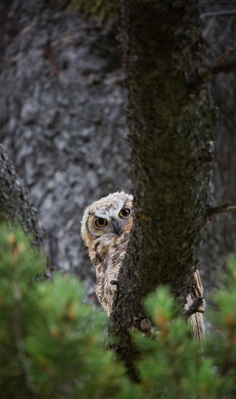 Free stock image of Great Horned Owl created by Pixabay