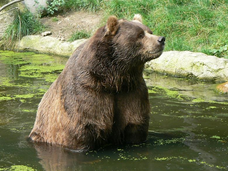 Free stock image of Kodiak Bear created by Pixabay
