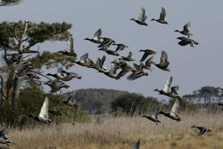 Free stock image of Mallard Ducks Flying created by Pixabay