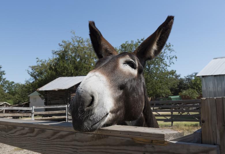 Free stock image of Mule Closeup created by Pixabay