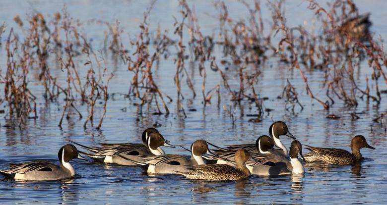 Free stock image of Pintail Ducks in the River created by Pixabay