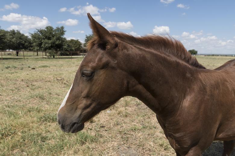Free stock image of Quarter Horse created by Pixabay