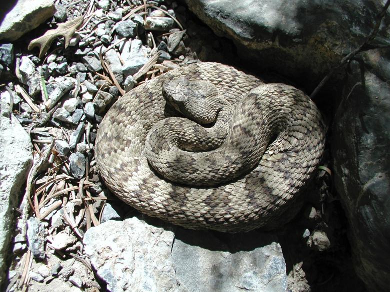 Free stock image of Rattlesnake in the Jungle created by Pixabay