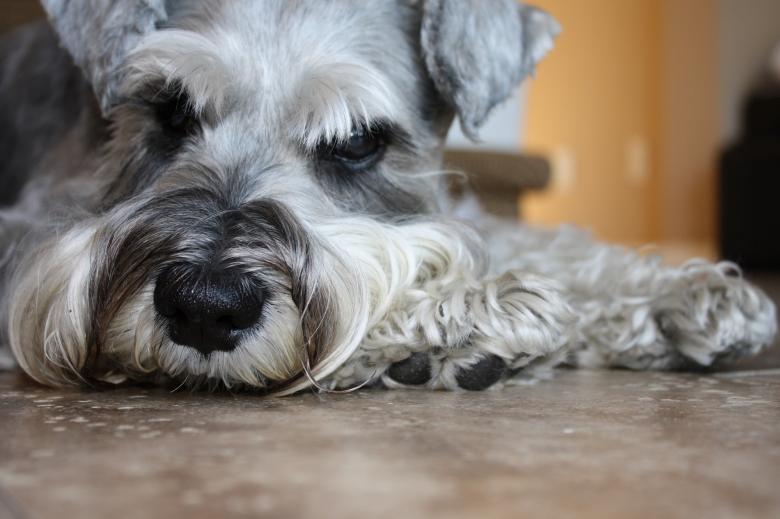 Free stock image of Lazy Schnauzer created by Pixabay