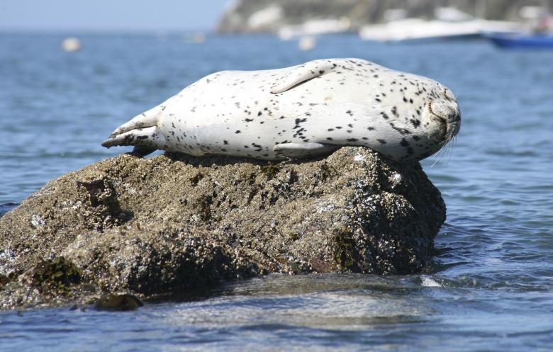 Free stock image of Seal on the Rock created by Pixabay