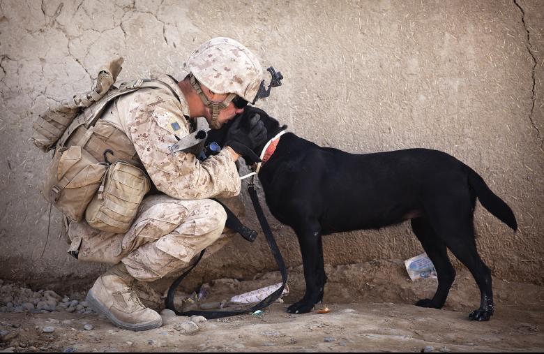 Free stock image of Soldier with his Pet created by Pixabay