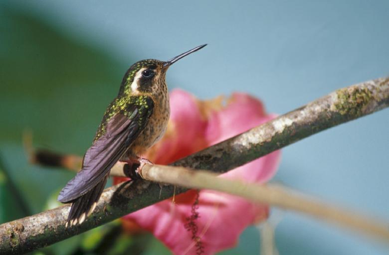 Free stock image of Speckled Hummingbird created by Pixabay