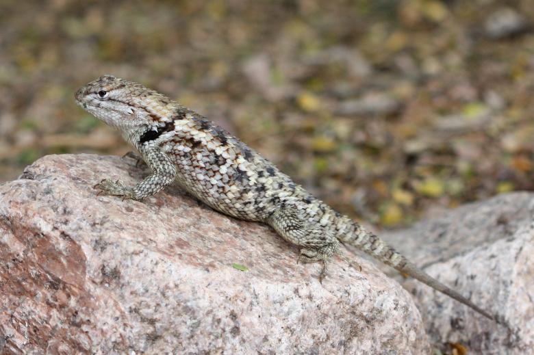 Free stock image of Spiny Lizard created by Pixabay