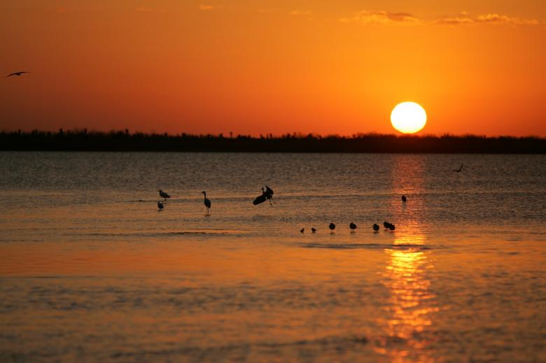 Free stock image of Birds in the River created by Pixabay