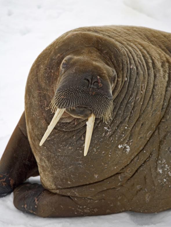 Free stock image of Walrus Closeup created by Pixabay