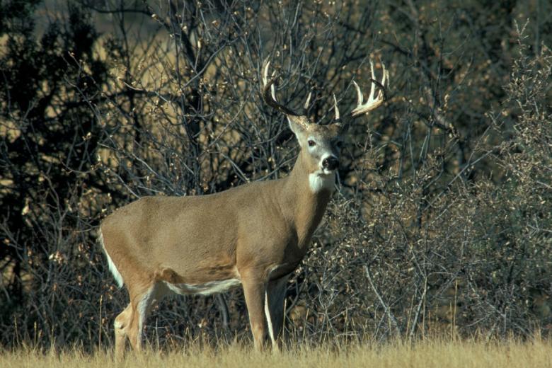 Free stock image of White Tail Deer created by Pixabay