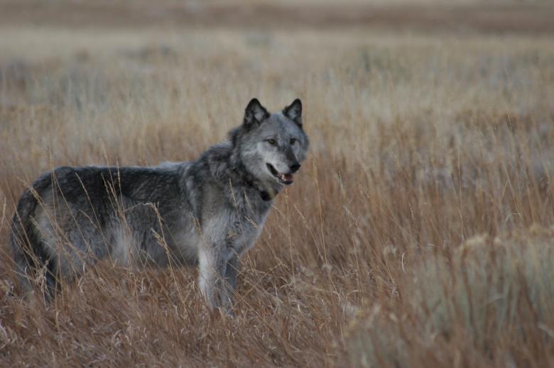 Free stock image of Wild Wolf created by Pixabay