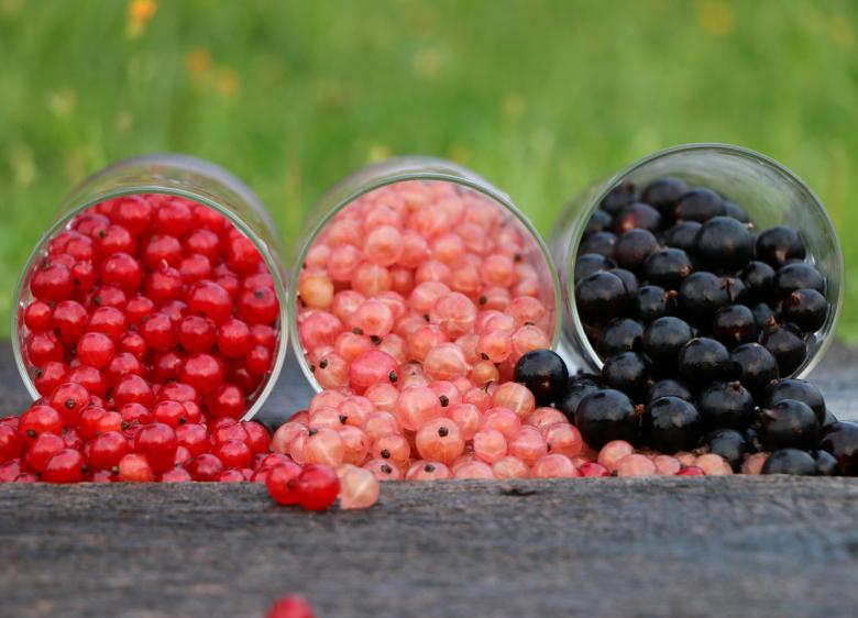 Free stock image of Three Berry Varieties created by svklimkin