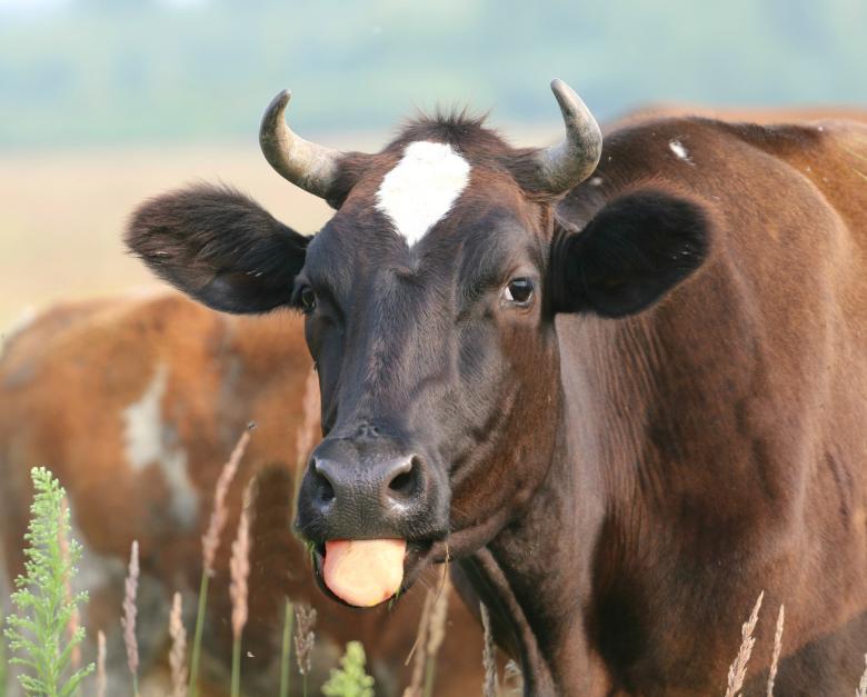 Free stock image of Cow showing tongue created by svklimkin
