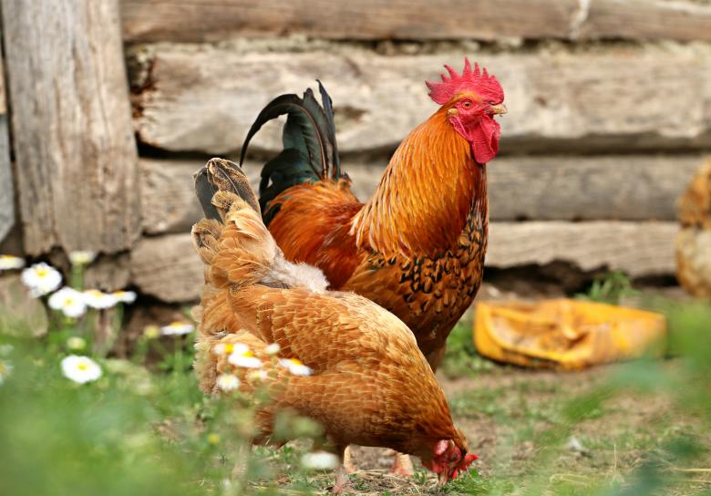 Free stock image of Hen family created by svklimkin
