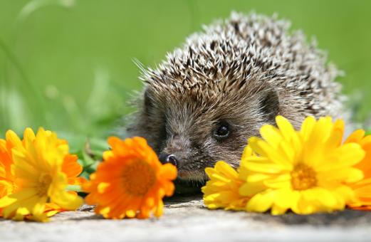 Funny hedgehog - Free Stock Photo