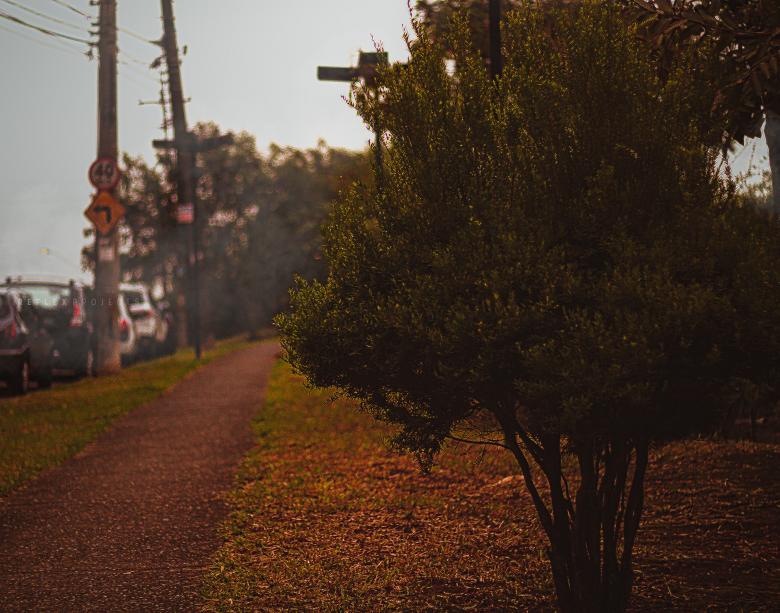 Free stock image of Tree, cold and a way never walked created by Allan Pinheiro de Lima