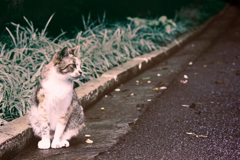 Free stock image of Cat, little cat created by Allan Pinheiro de Lima