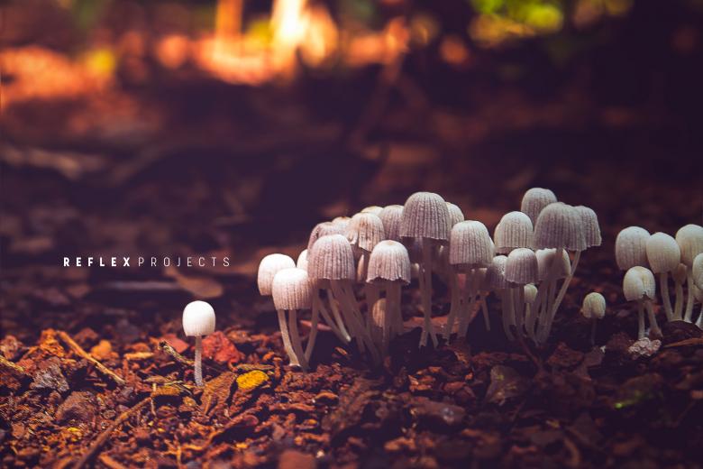 Free stock image of Mushrooms created by Allan Pinheiro de Lima