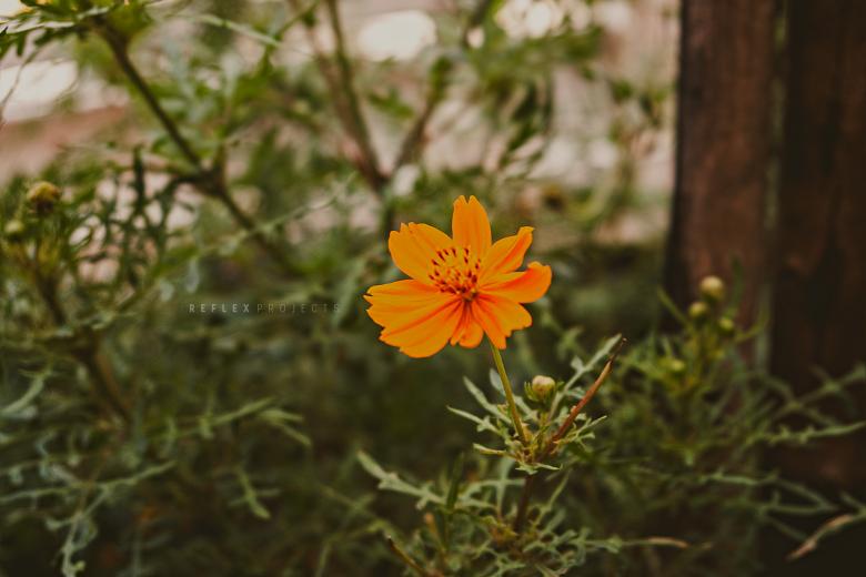 Free stock image of Lonely flower, lonely life created by Allan Pinheiro de Lima