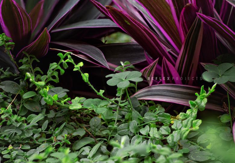 Free stock image of Trevo da Sorte created by Allan Pinheiro de Lima