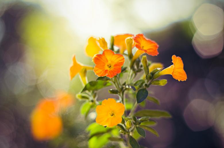 Free stock image of Orange Flower created by Allan Pinheiro de Lima