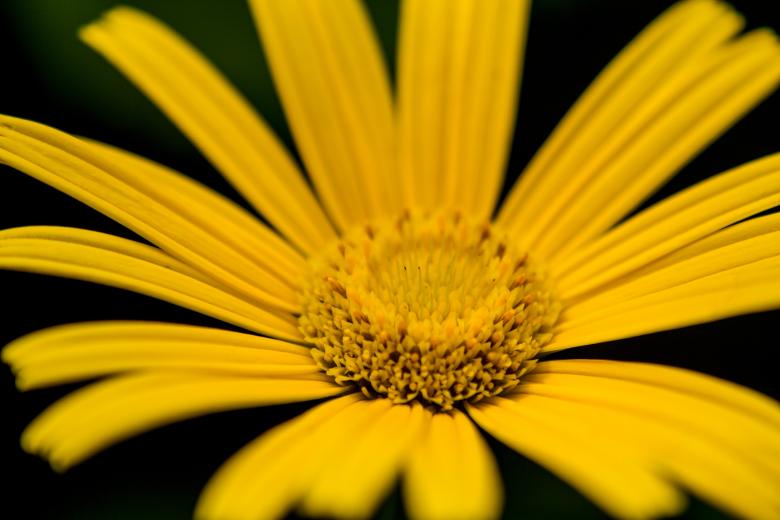 Free stock image of Yellow flower created by Alen