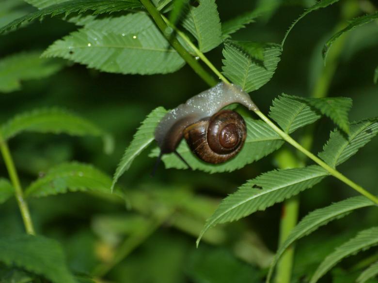 Free stock image of Snail in garden created by Marko Mäkinen
