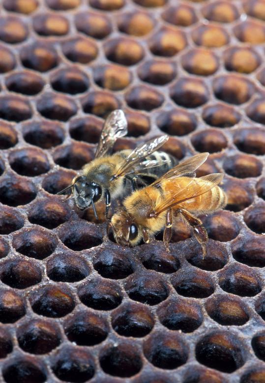 Free stock image of African Honeybee created by Pixabay
