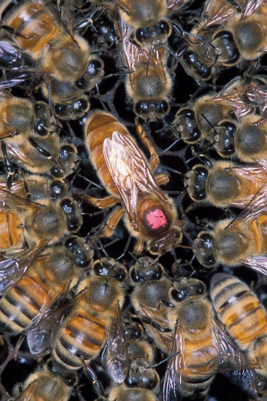 Free stock image of African Honeybee created by Pixabay
