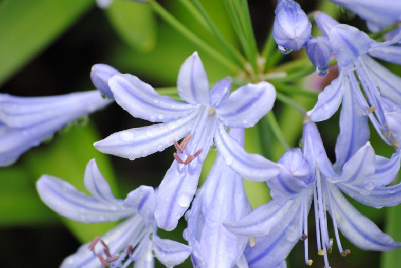 Free stock image of Fresh Agapanthus created by Pixabay