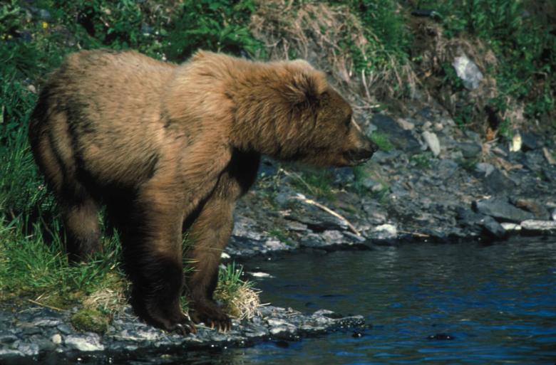 Free stock image of Brown Bear Hunting created by Pixabay