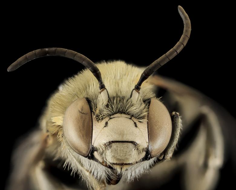 Free stock image of Bee Closeup created by Pixabay
